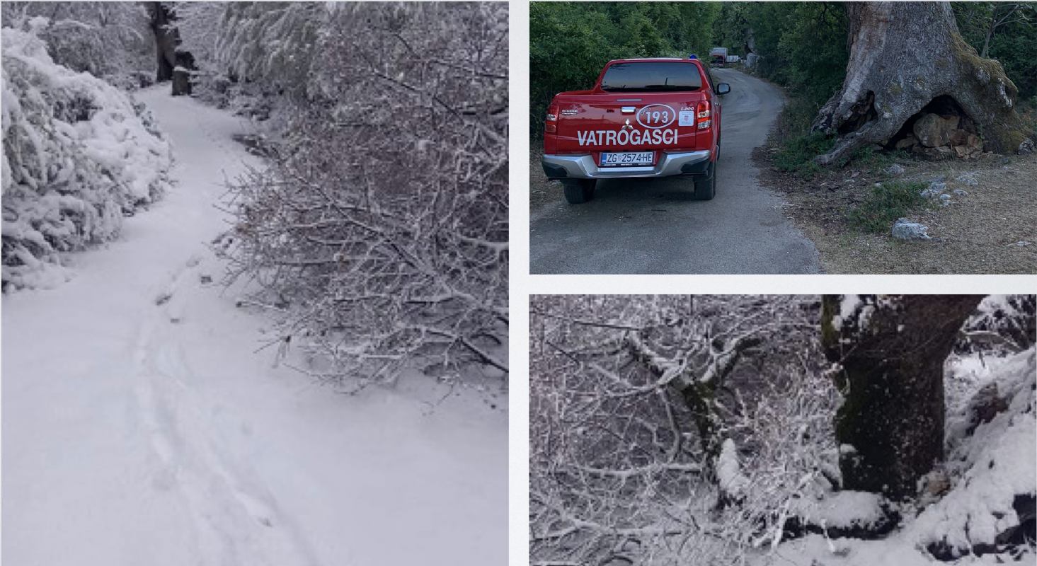 U snježnom nevremenu teško stradao stari hrast kod sv. Petra na Cresu